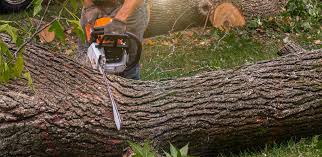 Reliable De Smet, SD  Tree Services Solutions